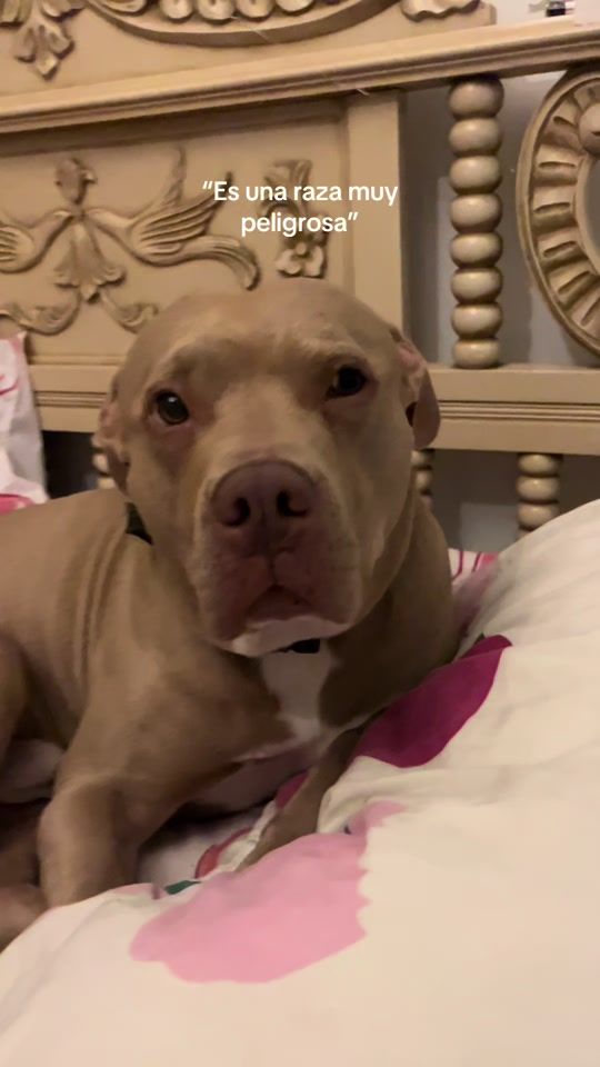 TikTok video thumbnail by avnherreraa