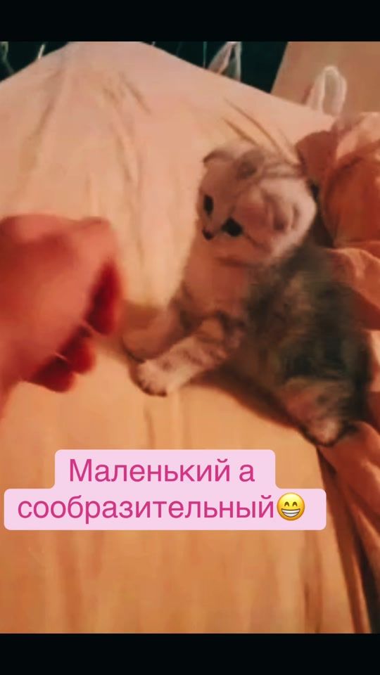 TikTok video thumbnail by prynik14