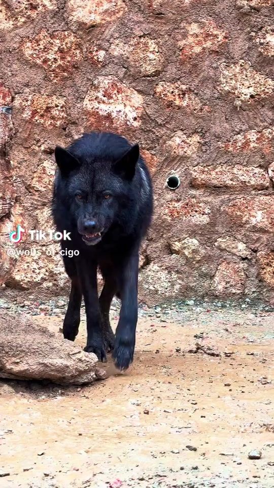 TikTok video thumbnail by vadim.cociorva0