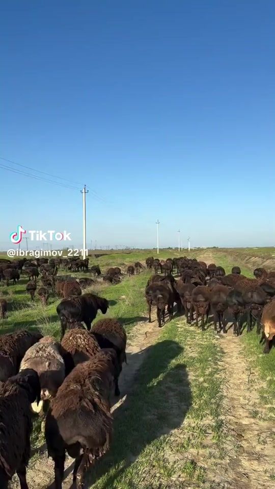 TikTok video thumbnail by shermat883
