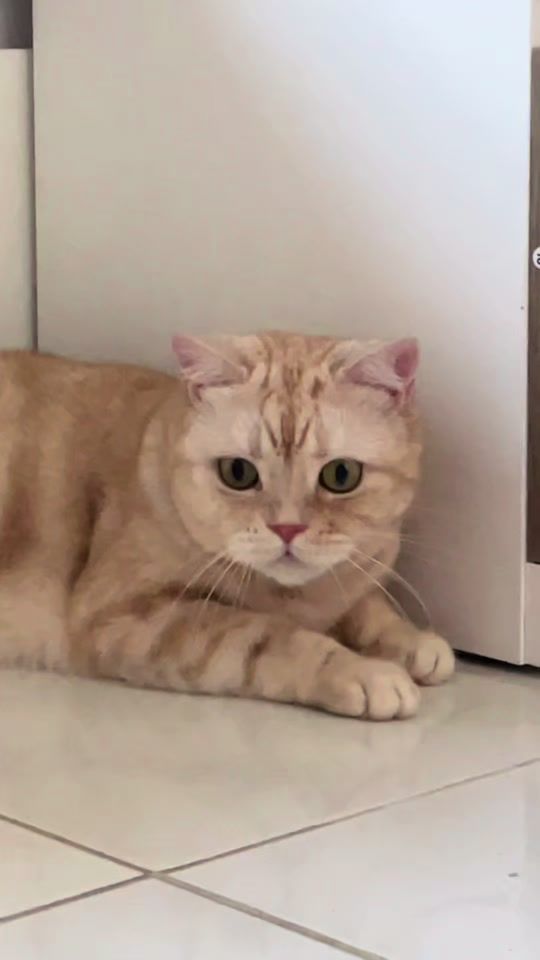 TikTok video thumbnail by acatmarvel