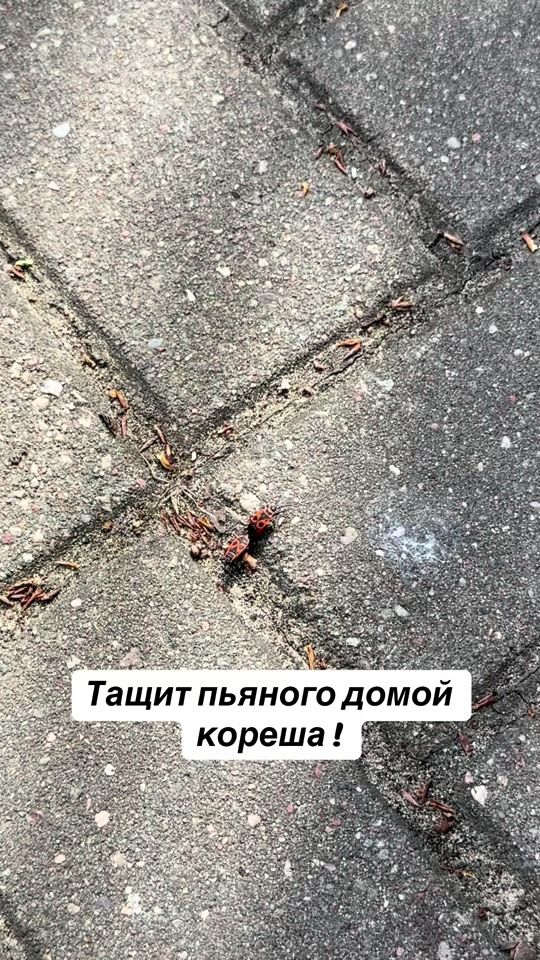 TikTok video thumbnail by bobruisk1989