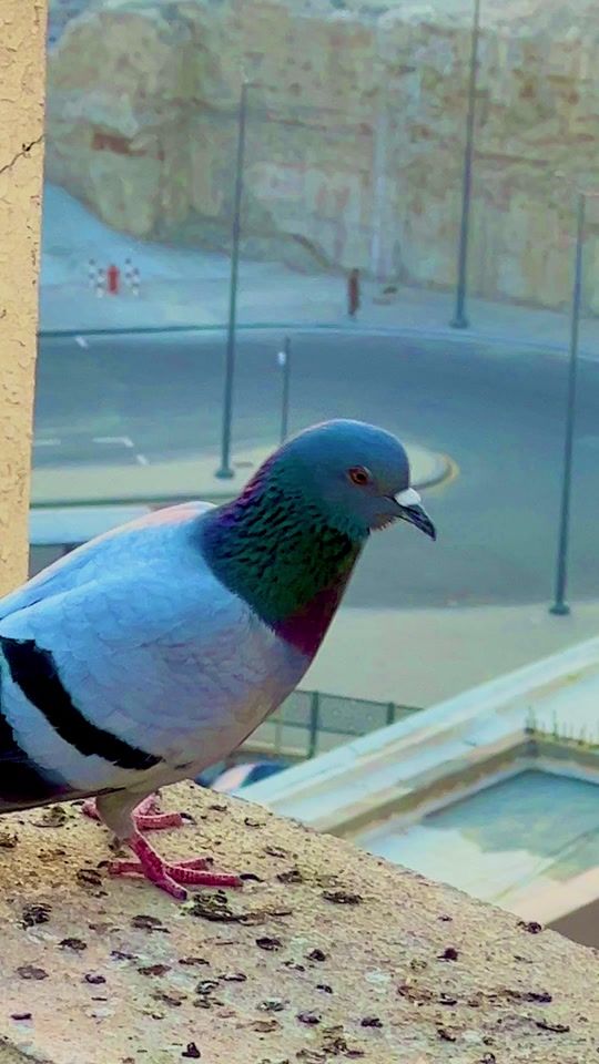 TikTok video thumbnail by makkahviews