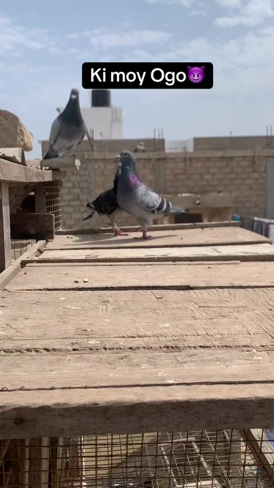 TikTok video thumbnail by bambaraloft