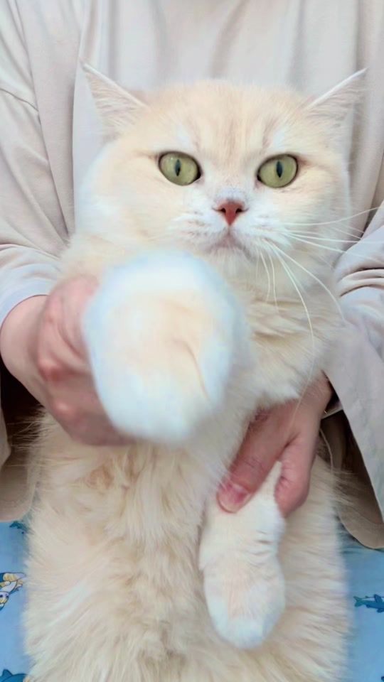 TikTok video thumbnail by hobakmayo