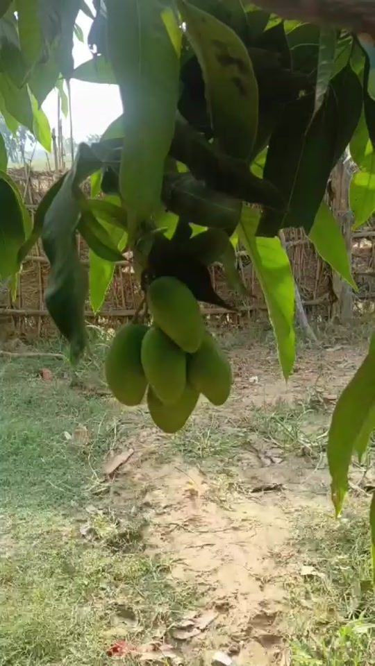 TikTok video thumbnail by raginiyadav032