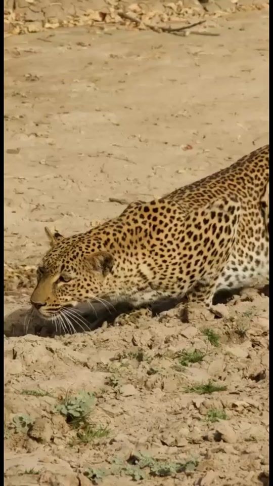 TikTok video thumbnail by user40188266016375