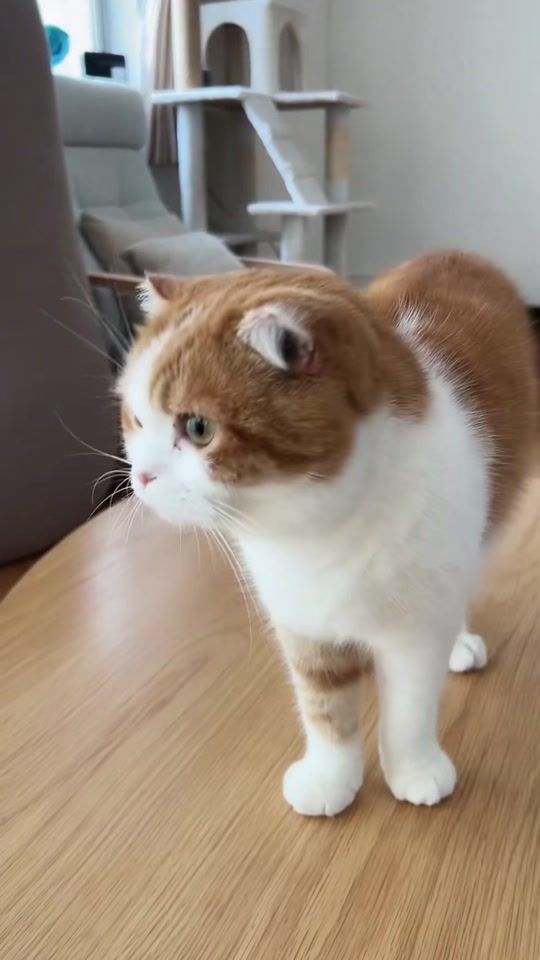 TikTok video thumbnail by tsumire_uni