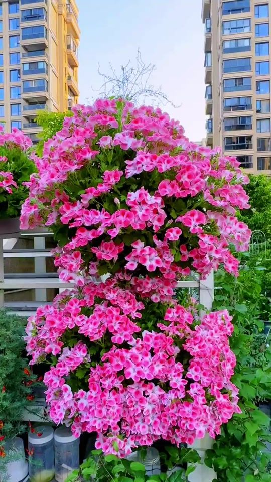 TikTok video thumbnail by flowerlovers48