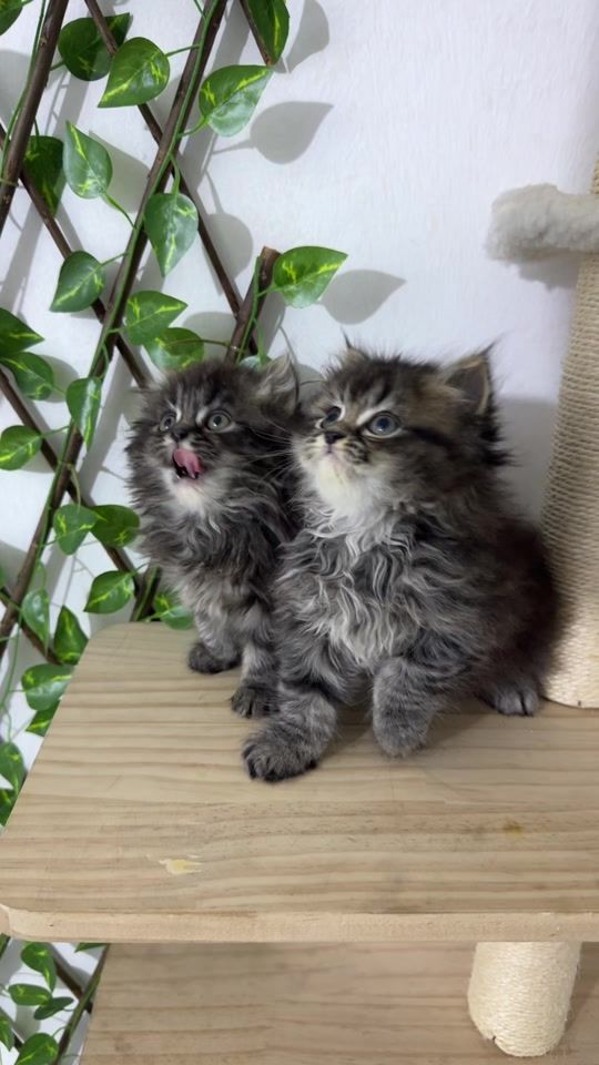TikTok video thumbnail by adams_pet_world