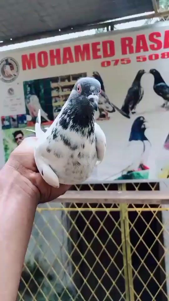 TikTok video thumbnail by mohammedrasan4