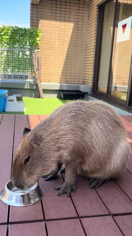 TikTok video thumbnail by cappiness_capybaracafe