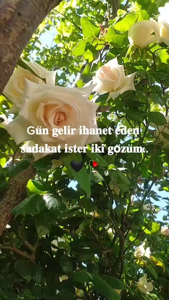 TikTok video thumbnail by 63melek05