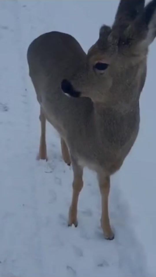 TikTok video thumbnail by krasavchikgv
