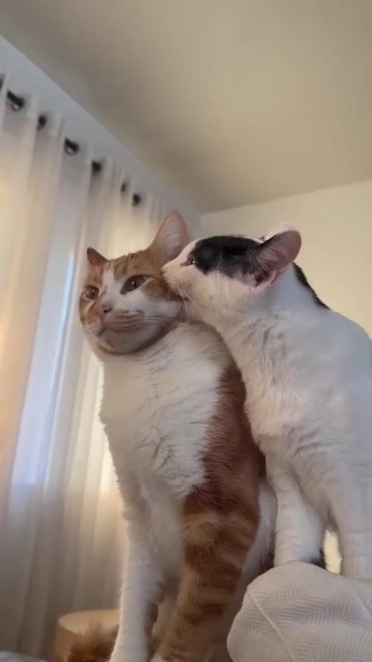 TikTok video thumbnail by regina.yanou