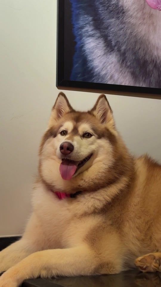 TikTok video thumbnail by gudan_ohusky