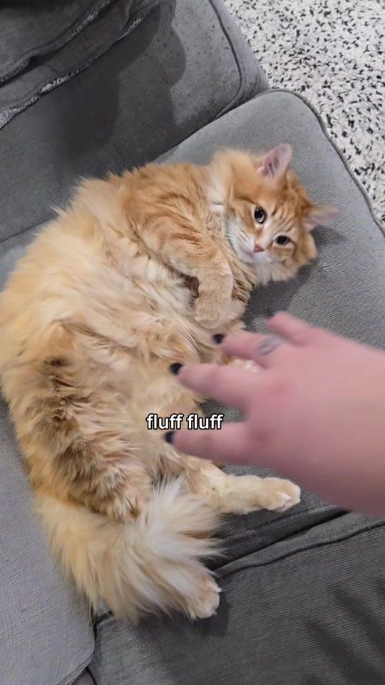 TikTok video thumbnail by walter.the.catt