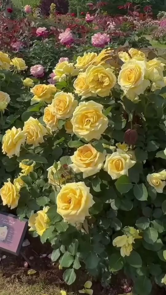 TikTok video thumbnail by rosem8813