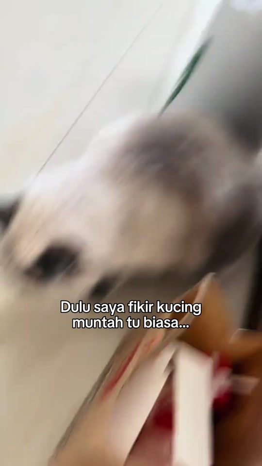 TikTok video thumbnail by pawmisedland