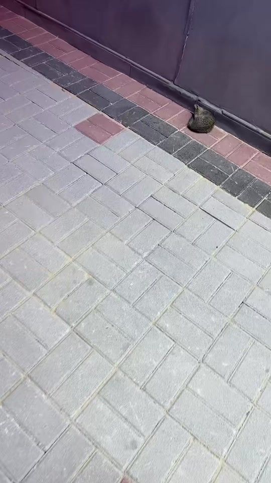 TikTok video thumbnail by hamadokka.24