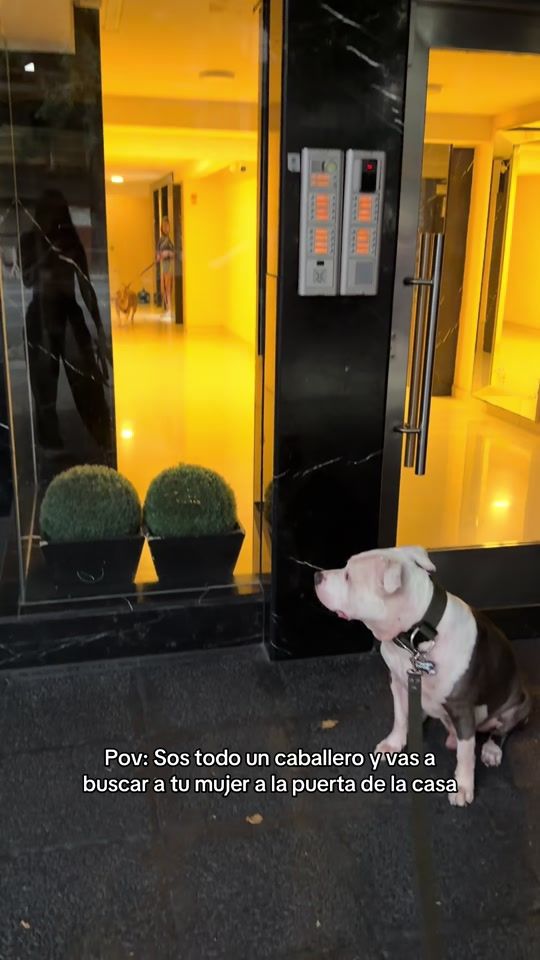 TikTok video thumbnail by thor.americanpit