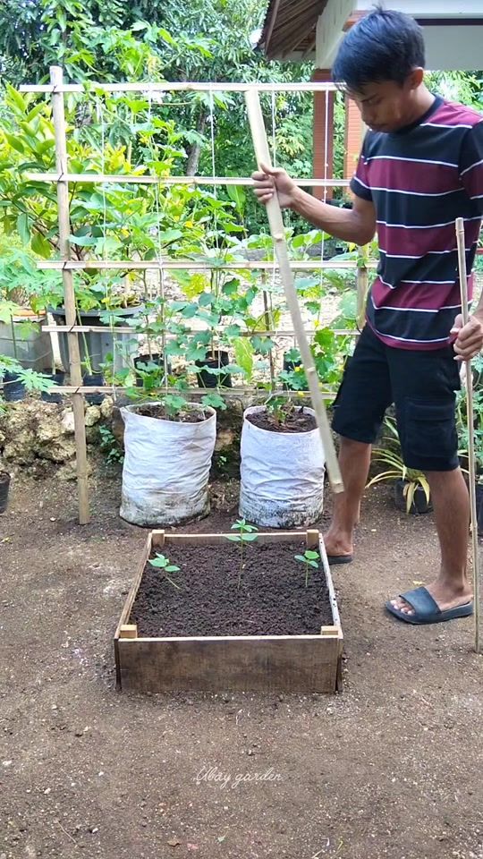 TikTok video thumbnail by ubay.garden