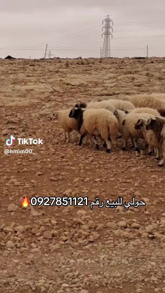 TikTok video thumbnail by almansouri601