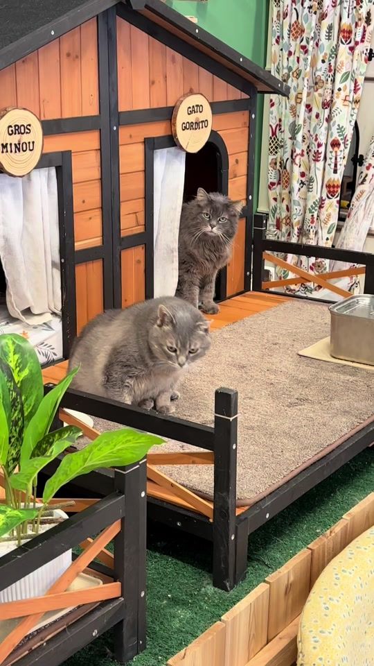 TikTok video thumbnail by thebighousecats