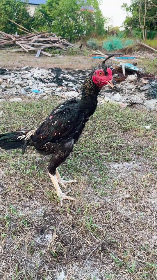 TikTok video thumbnail by abangjoefarm