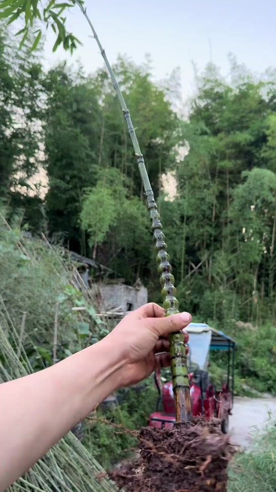 TikTok video thumbnail by bonsai.nhalam
