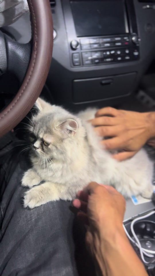 TikTok video thumbnail by hamdi_gaht2005