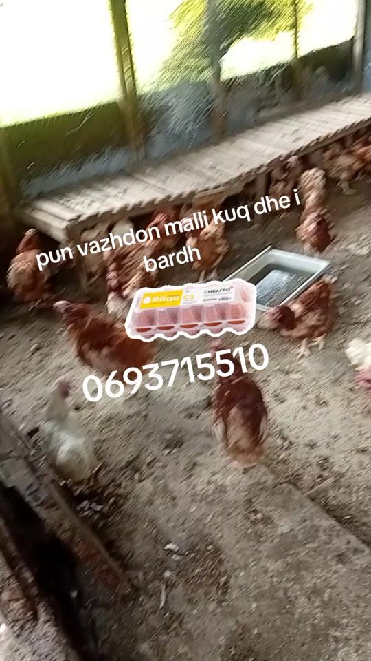 TikTok video thumbnail by pularia.mallakast