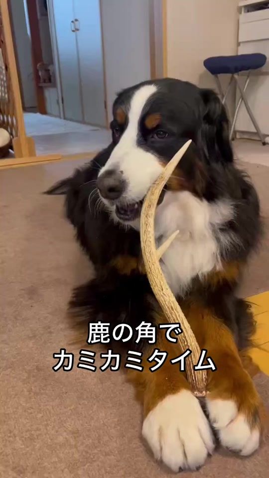 TikTok video thumbnail by lindt2222