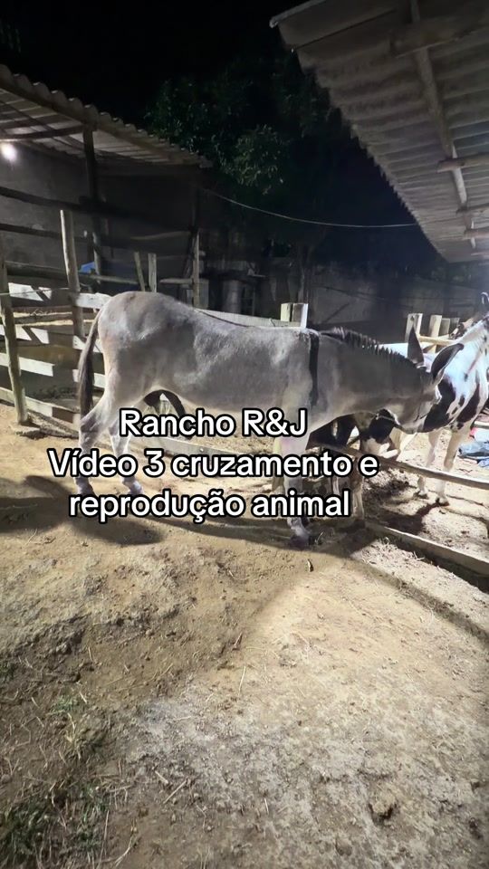 TikTok video thumbnail by preto_pinto