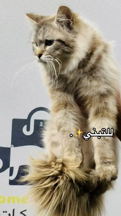 TikTok video thumbnail by home.cat766