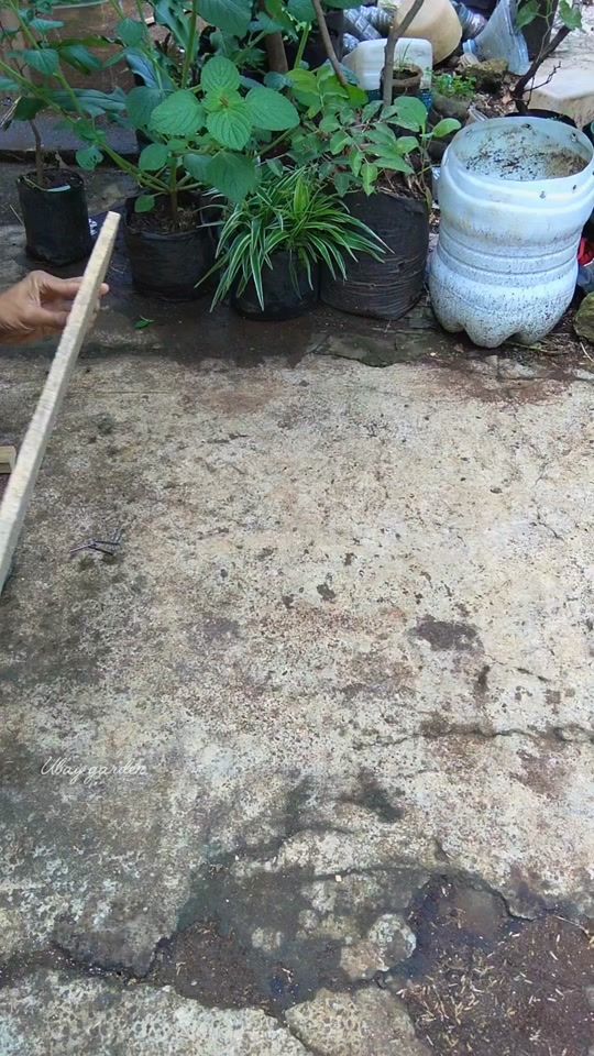 TikTok video thumbnail by ubay.garden