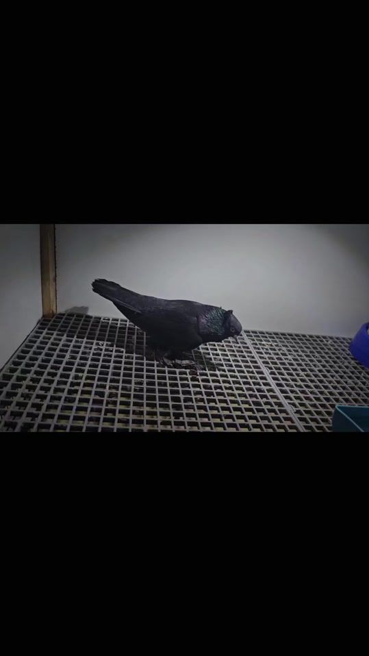 TikTok video thumbnail by userjhm26ka9k7