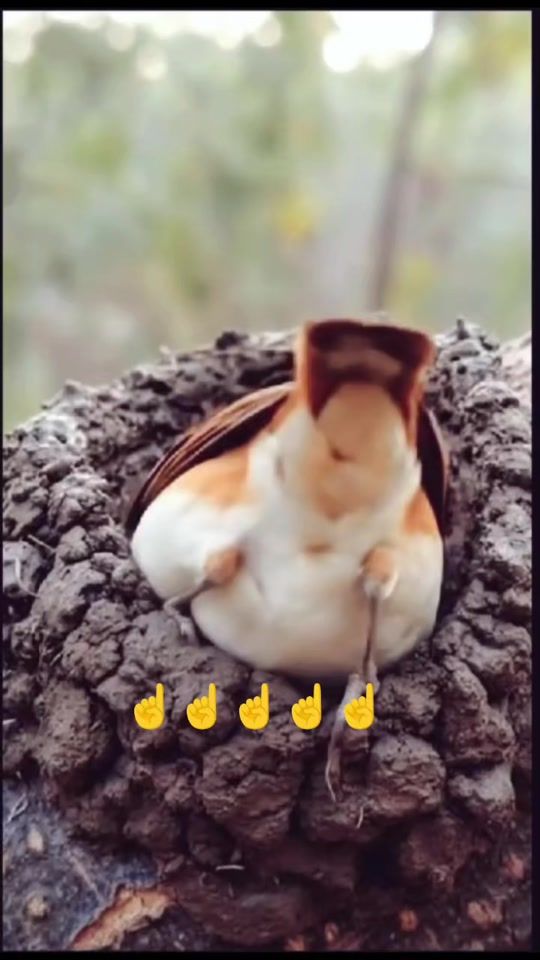 TikTok video thumbnail by gunel____111