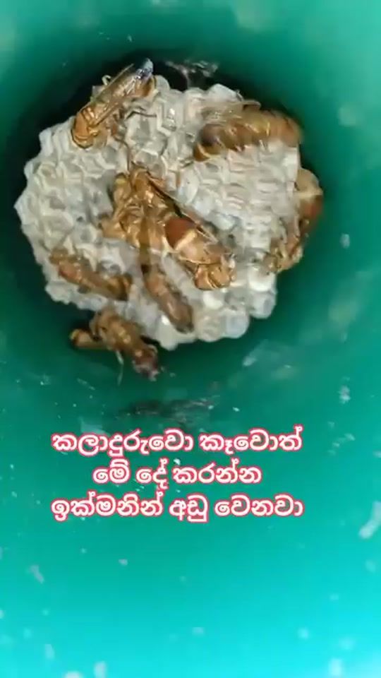 TikTok video thumbnail by nilushanravi