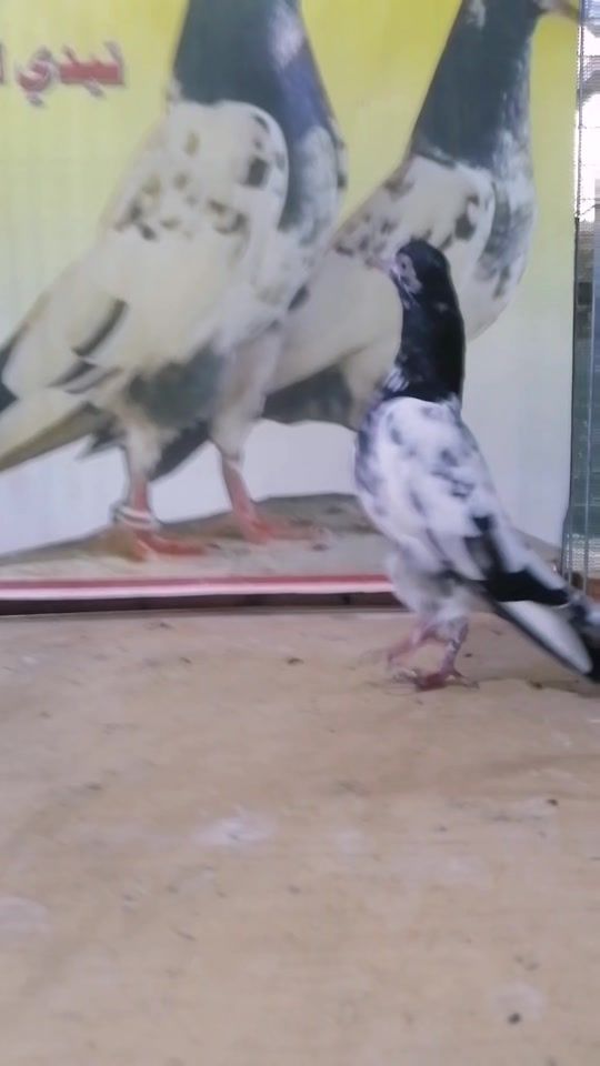 TikTok video thumbnail by lbreki