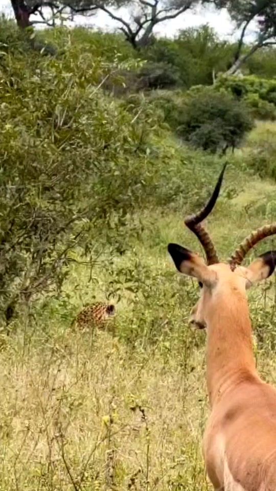 TikTok video thumbnail by untamed_wilderness