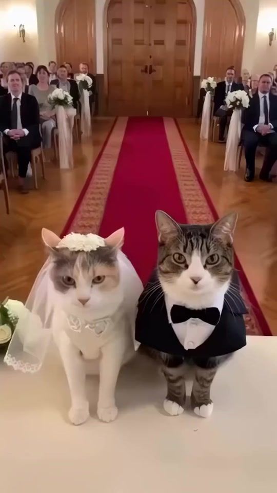 TikTok video thumbnail by catsworld1111