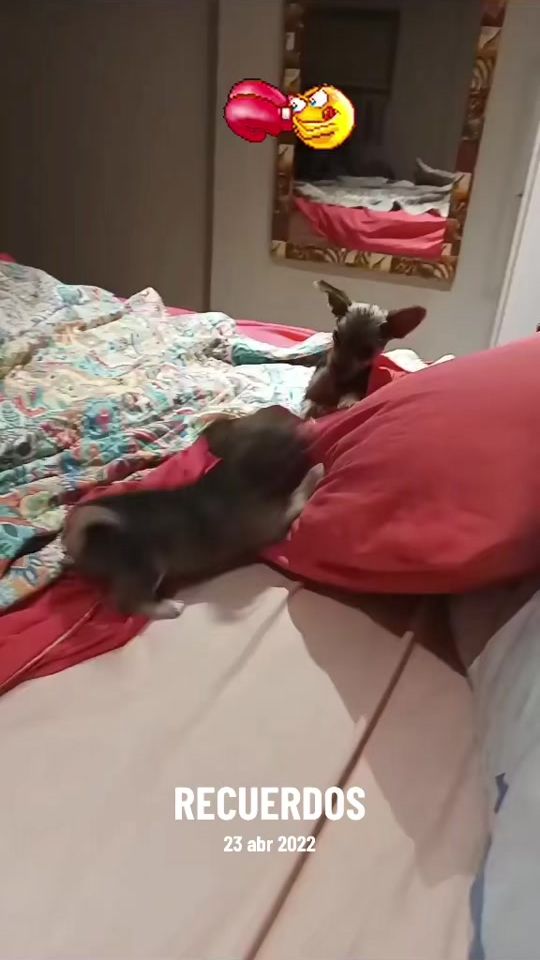 TikTok video thumbnail by claramenteyop