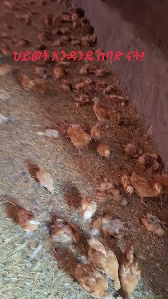 TikTok video thumbnail by abdisirajfarms