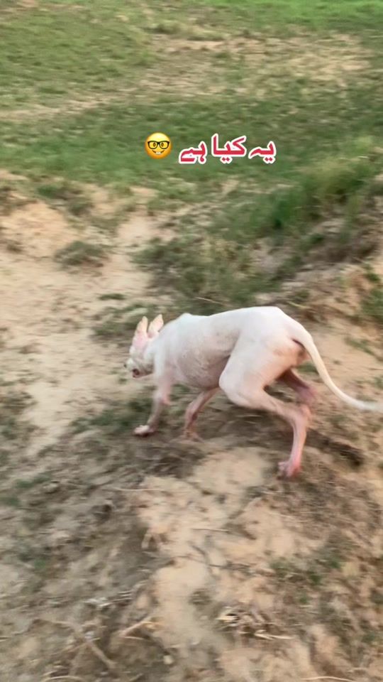 TikTok video thumbnail by madwal__1