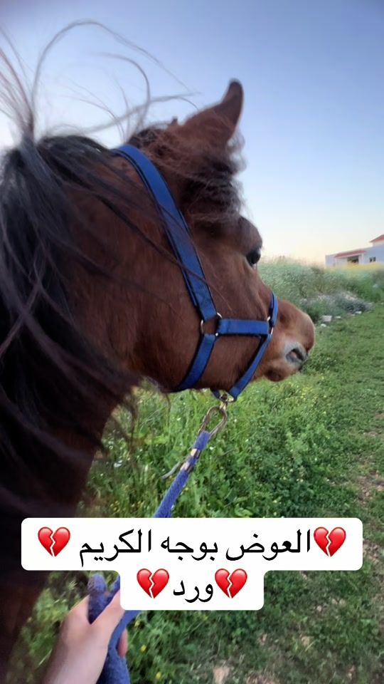 TikTok video thumbnail by mosab_alkelane