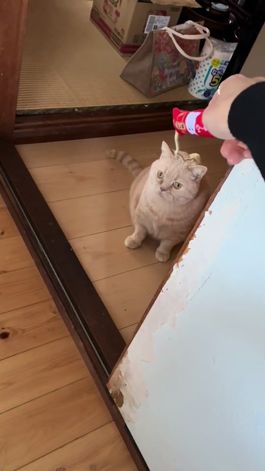 TikTok video thumbnail by kocchan28