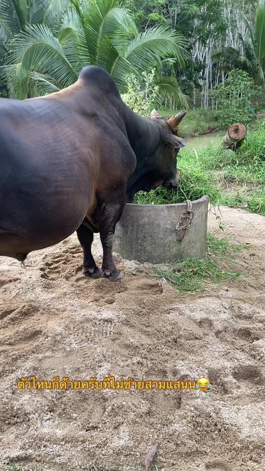TikTok video thumbnail by user1931027418234