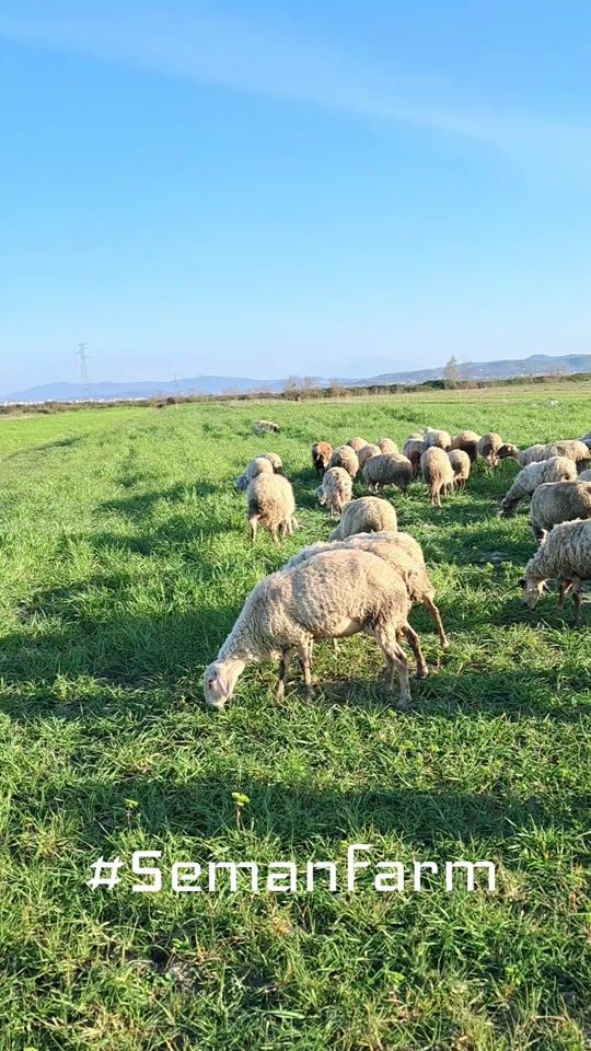 TikTok video thumbnail by seman_farm