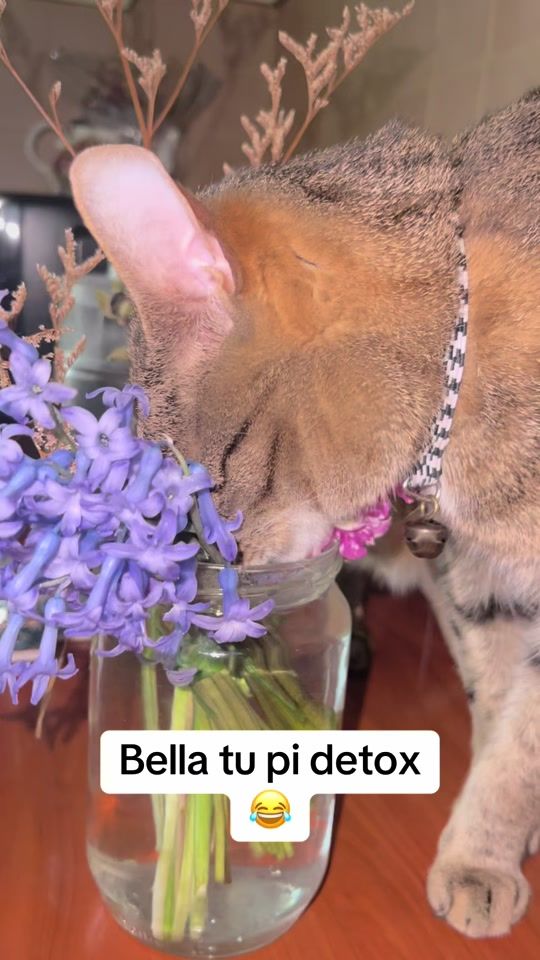 TikTok video thumbnail by migenakapllani